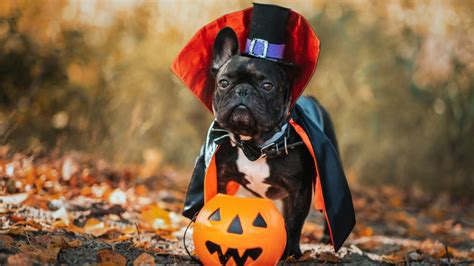 The Best Dog Halloween Costumes In 2022 To Put A Spell On Everyone