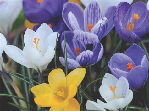 When To Plant Spring Bulbs Suttons Gardening Grow How