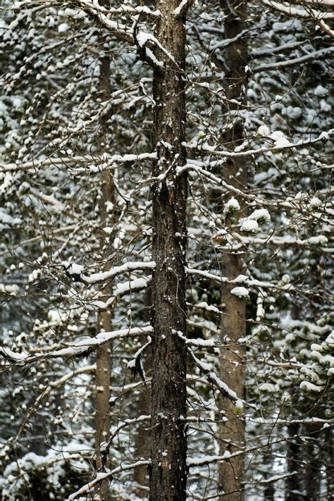 Forest Of Pine Trees In Winter Snowy Storm Snow Flakes Falling Stock