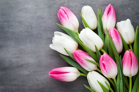 Download Pink Flower White Flower Tulip Man Made Flower 4k Ultra Hd Wallpaper