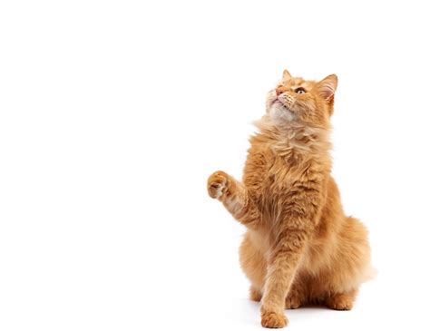 Premium Photo Adult Ginger Fluffy Cat Raised His Front Paw Up
