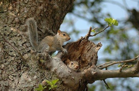 Squirrel Facts Types Diet Lifespan Habitat Behavior