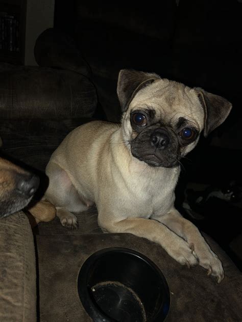 Beko 4 pug puppies for sale. Pug Puppies For Sale | San Antonio, TX #300522 | Petzlover