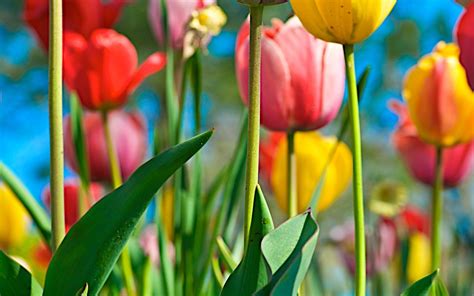 Colorful Tulips Wallpapers Top Free Colorful Tulips Backgrounds