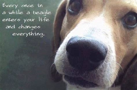 12 Best Beagle Quotes And Sayings The Paws