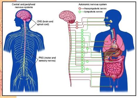 Peripheral Nervous System Biology Encyclopedia Cells Body