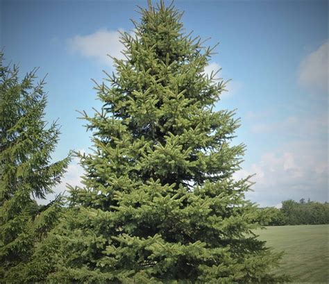 Collection 94 Pictures Pictures Of Norway Spruce Trees Sharp