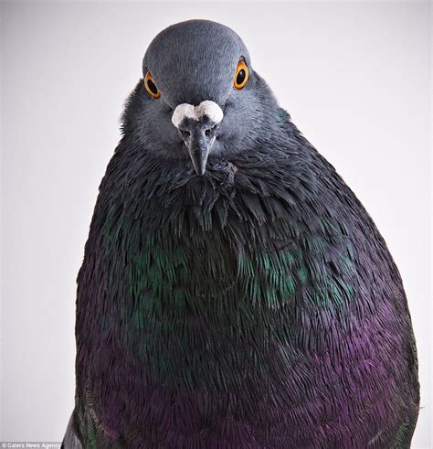 Stunning Images Put Pigeons In The Place Of Fashion Models Pigeon