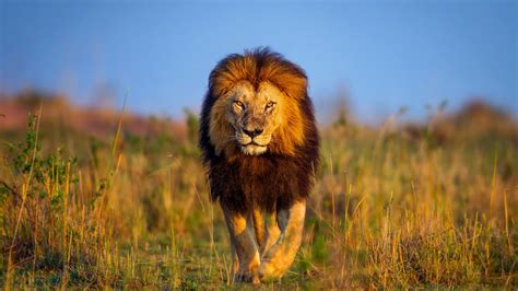Kenya Animals Lion Wallpaper For Desktop Netbook 1366x768 Hd