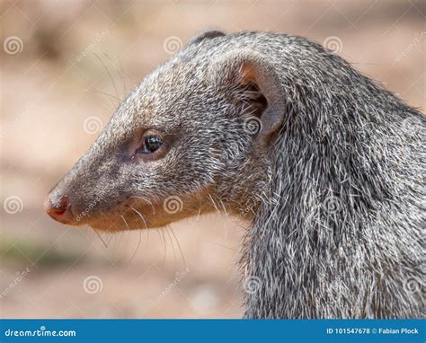 Closeup Facial Portrait Of Banded Mongoose Or Mungos Mungo Animal