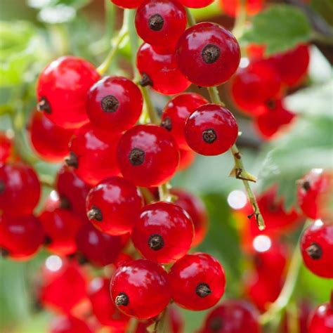 Ribes Red Currant Hello Hello Plants And Garden Supplies