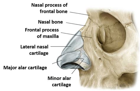 External Nose Anatomy Qa
