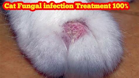 Treatment Of Fungal Infection In Cats Ringworm In Cats