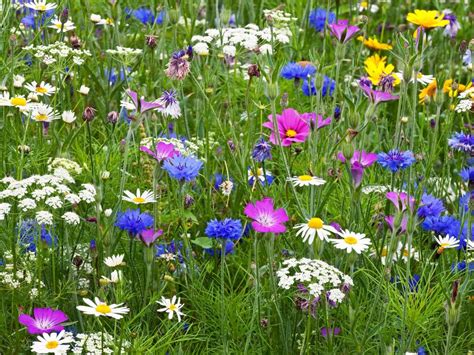 Establishing A Wildflower Meadow Enghave Blomsterhave Havetyper