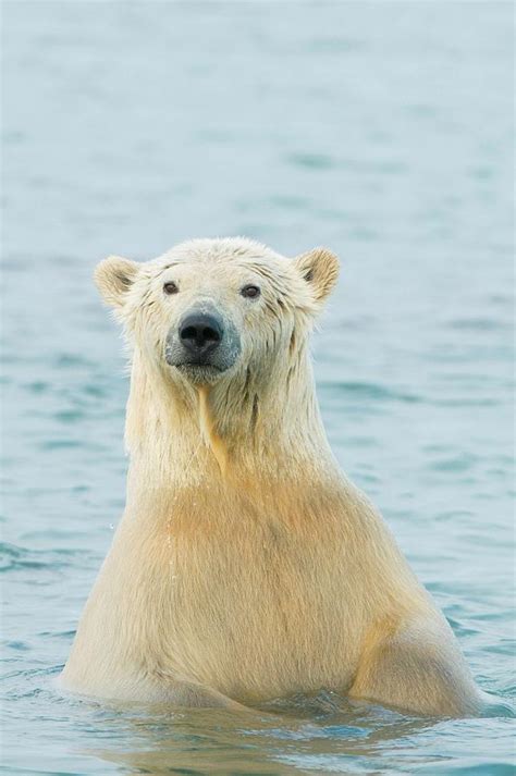 Polar Bear Ursus Maritimus Profile Photograph By Steven Kazlowski