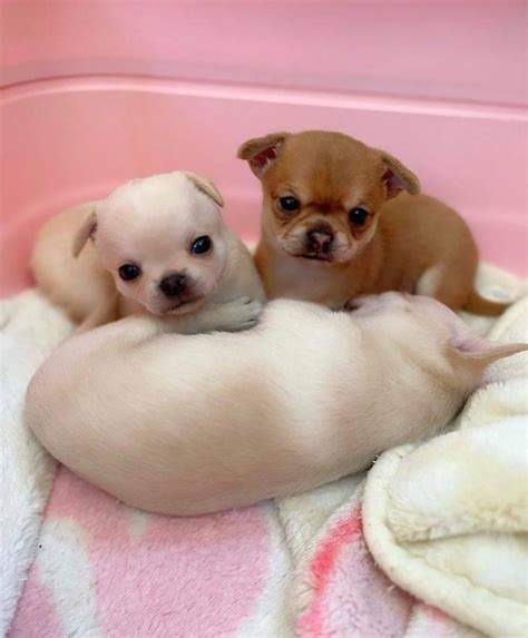 Chihuahuas Puppies For Sale