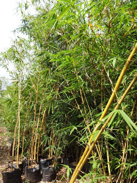 Bamboo Plants Length 10 20ft Color Green At Best Price In Pune
