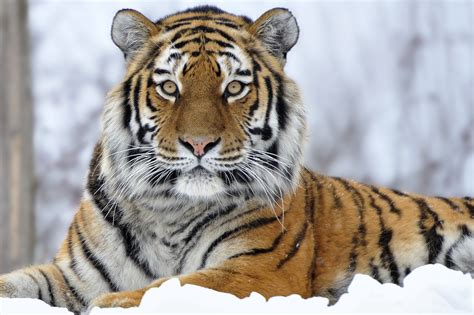 Die 66 Besten Tiger Hintergrundbilder