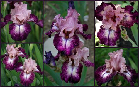 Tall Bearded Iris Cupid S Arrow Iris Fleur Fleurs Iris