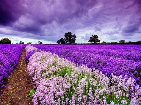 Lavender Fields France Wallpapers Wallpaper Cave