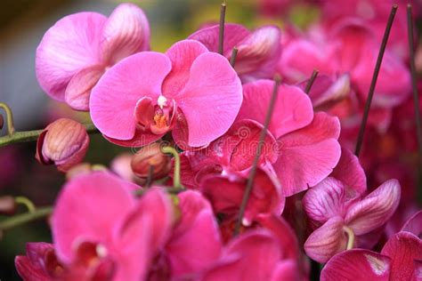 Beautiful Orchid Phalaenopsis Stock Image Image Of Beauty Market
