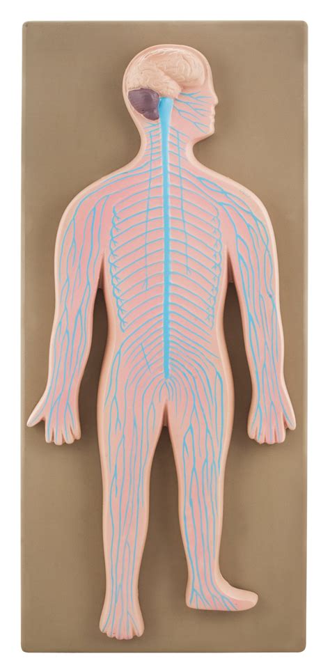 Model Human Nervous System — Eisco Labs