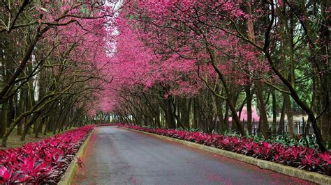 Beautiful Spring Scenery Pink Autumn Flowers Trees Road Plants Hd