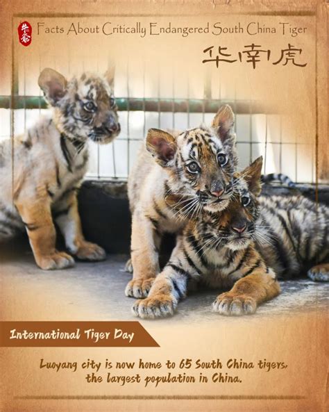Facts About Critically Endangered South China Tiger