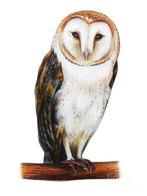 Barn Owl Drawing Tyto Alba Digital Art By Viktoriya Art Pixels