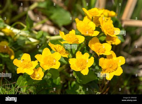 Marsh Marigold Or Kingcup Caltha Palustris Here Seen Close Up With A