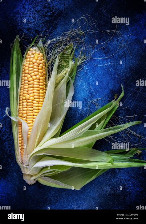 Two Cobs Of Young Yellow Corn With Beautifully Spread Leaves On A Dark