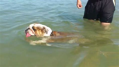 Taking care of your victorian bulldog. Swimming English bulldog in the sea - YouTube