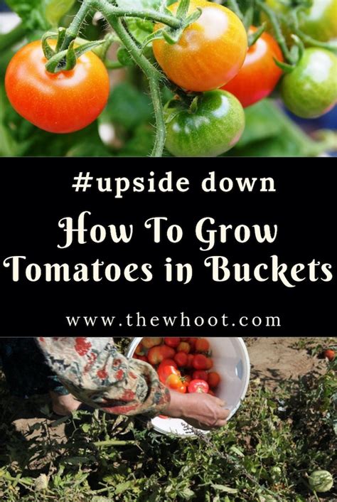 Upside Down Tomatoes Diy Video The Whoot Hanging Tomato Plants