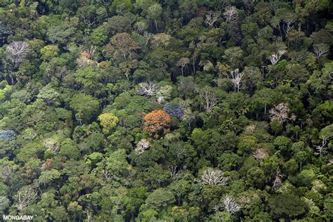 The Amazon Rainforest The Worlds Largest Rainforest