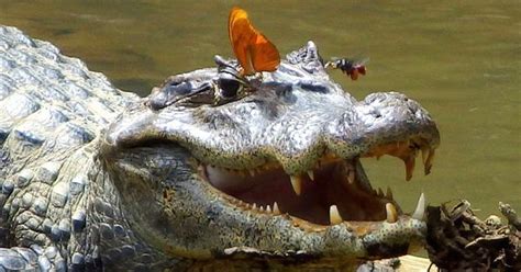 Momentul în Care Un Crocodil Pune Pe Fugă Doi Pescari şi Le Fură Peştele