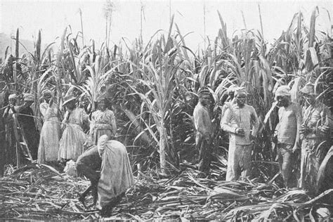 Black Indians An American Story Sugar Plantation Cane History Jamaica