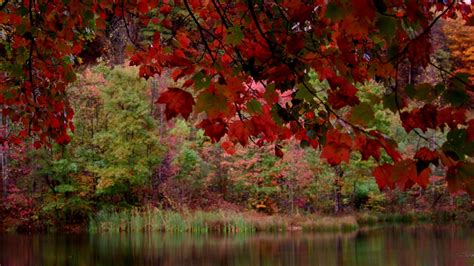 Fall Autumn Pond Trees Foliage Wallpapers Hd Desktop And Mobile