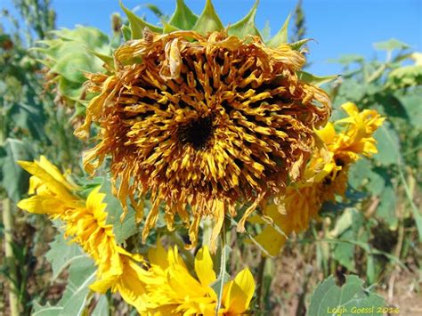Photos On Friday Burnside Farms Wrapping Up Summer Of Sunflowers