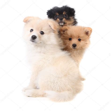 3 Pomeranian Puppies Sitting Together On White B Stock Photo By