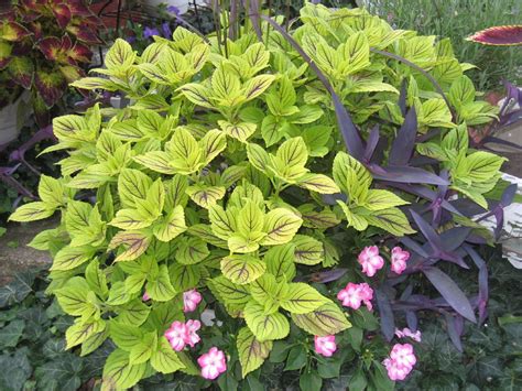 905 coleus tickled scarlet (chris scarlet) 700. Gay Delight coleus, purple heart | Gay Delight coleus ...