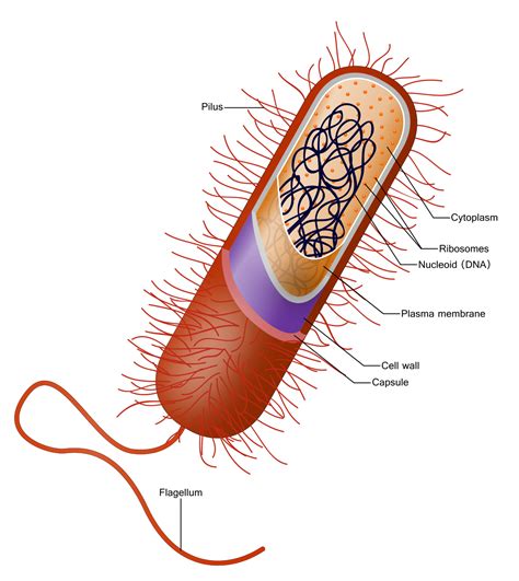 Check spelling or type a new query. Bacterial capsule - Wikipedia