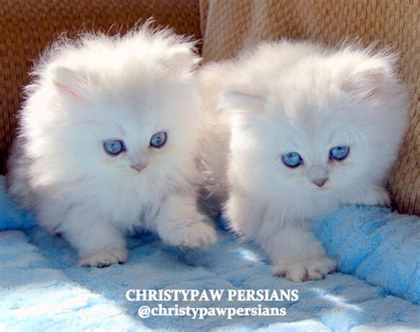 Are you looking for kittens for sale near your area? Silver Doll Face Persian kittens for sale in Missouri ...