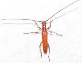 Well you're in luck, because here. Skinny red long-horned beetle - Psyrassa pertenuis ...