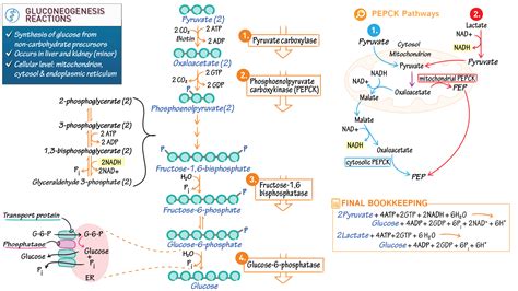 Biochemistry Gluconeogenesis Reactions Ditki Medical Biological