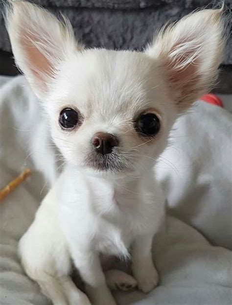 Chihuahua Baby Dogs Pets Lovers