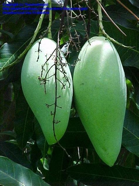 And this year, it really was visiting long lost friends! PlantFiles Pictures: Mango 'Nam Doc Mai' (Mangifera indica ...