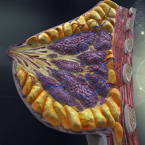 human breast anatomy females 3d model