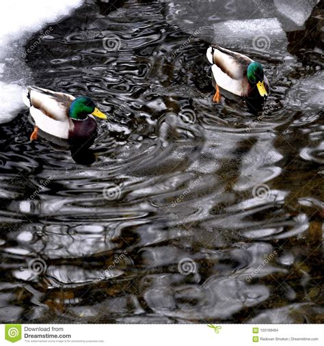 Ducks Stock Photo Image Of Anas Fauna Habitat Wild 103169464