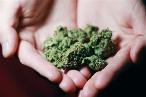 I Love Growing Marijuana, Everything You Need to Know About Marijuana - Washington Guardian