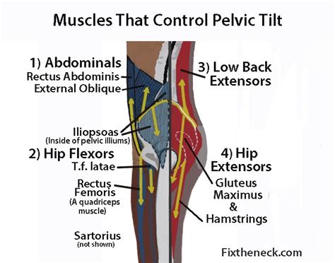 Anterior Pelvic Tilt Lets Talk About Your Curvy Low Back And Forward